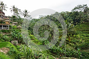 Tegallalang Rice Terrace fields - Ubud - Bali - Indonesia