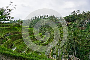 Tegallalang Rice Terrace fields - Ubud - Bali - Indonesia