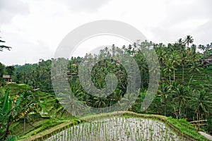 Tegallalang Rice Terrace fields - Ubud - Bali - Indonesia