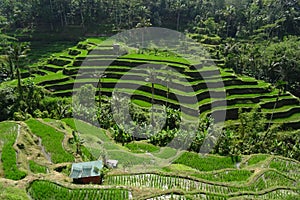 Tegallalang Rice Terrace in Ubud