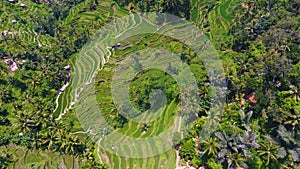 Tegallalang Rice Terrace in Ubud, Bali.