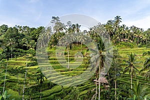 Tegallalang rice terrace in Ubud, Bali