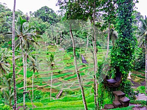 Tegallalang Rice Terrace, Ubud, Bali