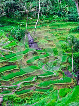 Tegallalang Rice Terrace, Ubud, Bali