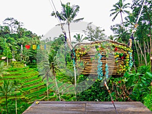Tegallalang Rice Terrace, Ubud, Bali
