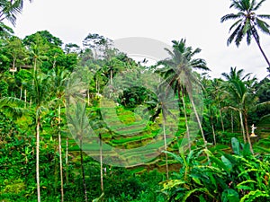 Tegallalang Rice Terrace, Ubud, Bali