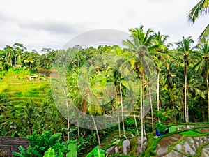 Tegallalang Rice Terrace, Ubud, Bali