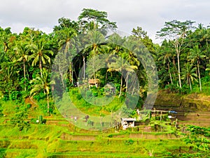 Tegallalang Rice Terrace, Ubud, Bali