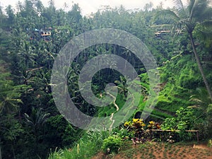 Tegallalang Rice Terrace - Ubud - Bali - Indonesia