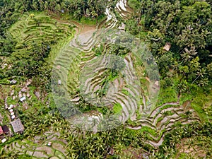 Tegallalang rice terrace in Ubud, Bali, Indonesia