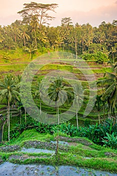 Tegallalang Rice Terraces