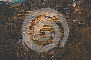 Tegallalang Rice Terraces from above, in Ubud, Bali, Indonesia