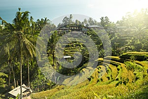 Tegallalang rice Terraces in Bali