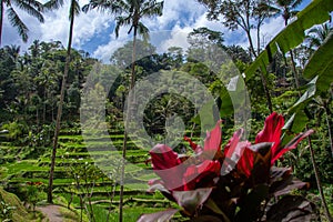 The Tegallalang Rice Terraces in Bali