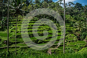 The Tegallalang Rice Terraces in Bali