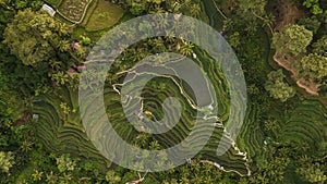 Tegallalang Rice Terraces in Bali aerial view