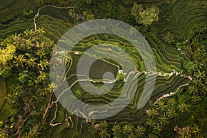 Tegallalang Rice Terraces in Bali aerial view
