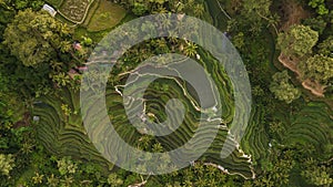 Tegallalang Rice Terraces in Bali aerial view photo