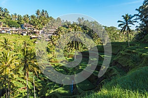 Tegallalang Rice Terraces of Bali, Indonesia