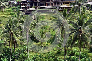 Tegallalang rice terraces in Bali, Indonesia