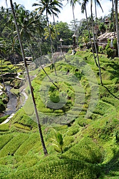 Tegallalang rice terraces in Bali, Indonesia