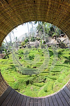 Tegallalang rice terraces in Bali, Indonesia