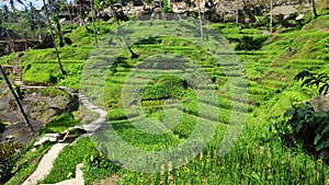 Tegallalang rice terraces in Bali, Indonesia