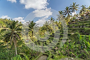 Tegallalang rice terraces in Bali, Indonesia