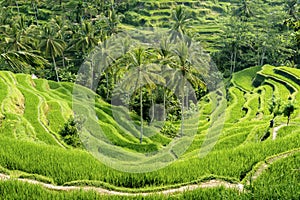 The Tegallalang Rice Terraces in Bali, Indonesia