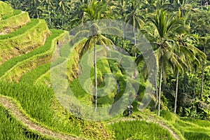 The Tegallalang Rice Terraces in Bali, Indonesia