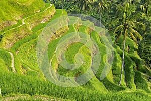 Tegallalang Rice Terraces in Bali, Indonesia