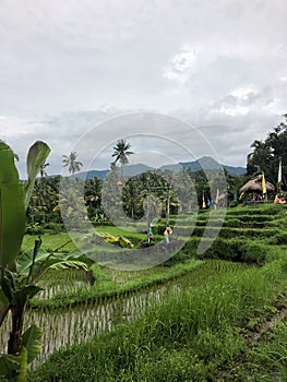 Tegallalang Rice Terraces, Bali, Indonesia - stock photo