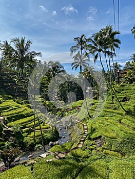 Tegallalang Rice Terraces, Bali, Indonesia - stock photo