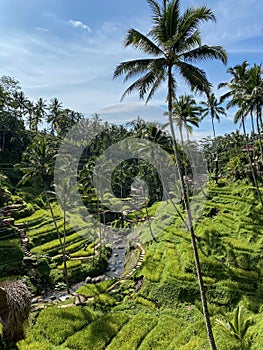 Tegallalang Rice Terraces, Bali, Indonesia - stock photo