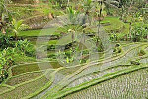Tegallalang rice terraces - Bali photo