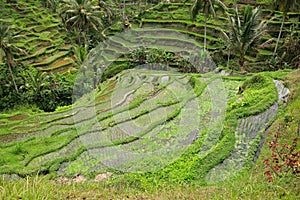 Tegallalang rice terraces - Bali photo