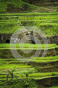 Tegallalang Rice Terraces in Bali photo