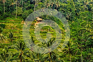 The Tegallalang Rice Terraces in Ubud