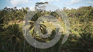 Tegallalang rice terraces in Ubud