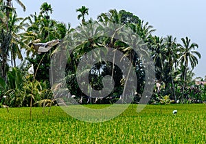 Tegallalang Rice Terraces in Ubud, Bali, Indonesia