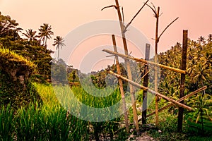 Tegallalang Rice Terraces in Ubud, Bali, Indonesia