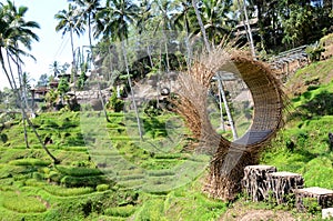 Tegallalang rice terraces in Ubud, Bali, Indonesia