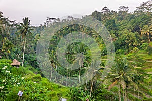 Tegallalang Rice Terraces photo