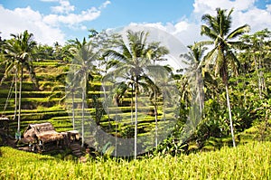 Tegallalang Rice Terraces. Ubud, Bali, Indonesia. Beautiful green rice fields, natural background. Travel concept