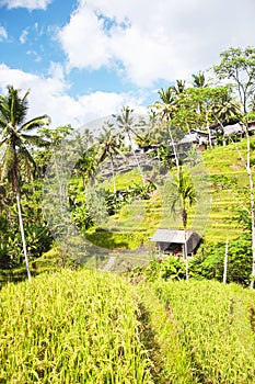 Tegallalang Rice Terraces. Ubud, Bali, Indonesia. Beautiful green rice fields, natural background. Travel concept