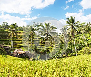 Tegallalang Rice Terraces. Ubud, Bali, Indonesia. Beautiful green rice fields, natural background. Travel concept