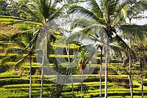 Tegallalang Rice Terraces. Ubud, Bali, Indonesia. Beautiful green rice fields, natural background. Travel concept