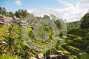 Tegallalang Rice Terraces. Ubud, Bali, Indonesia. Beautiful green rice fields, natural background. Travel concept