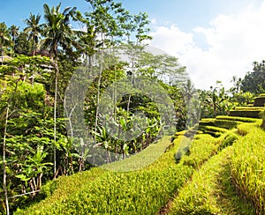 Tegallalang Rice Terraces. Ubud, Bali, Indonesia. Beautiful green rice fields, natural background. Travel concept, famous places