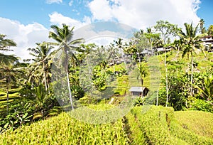 Tegallalang Rice Terraces. Ubud, Bali, Indonesia. Beautiful green rice fields, natural background. Travel concept, famous places